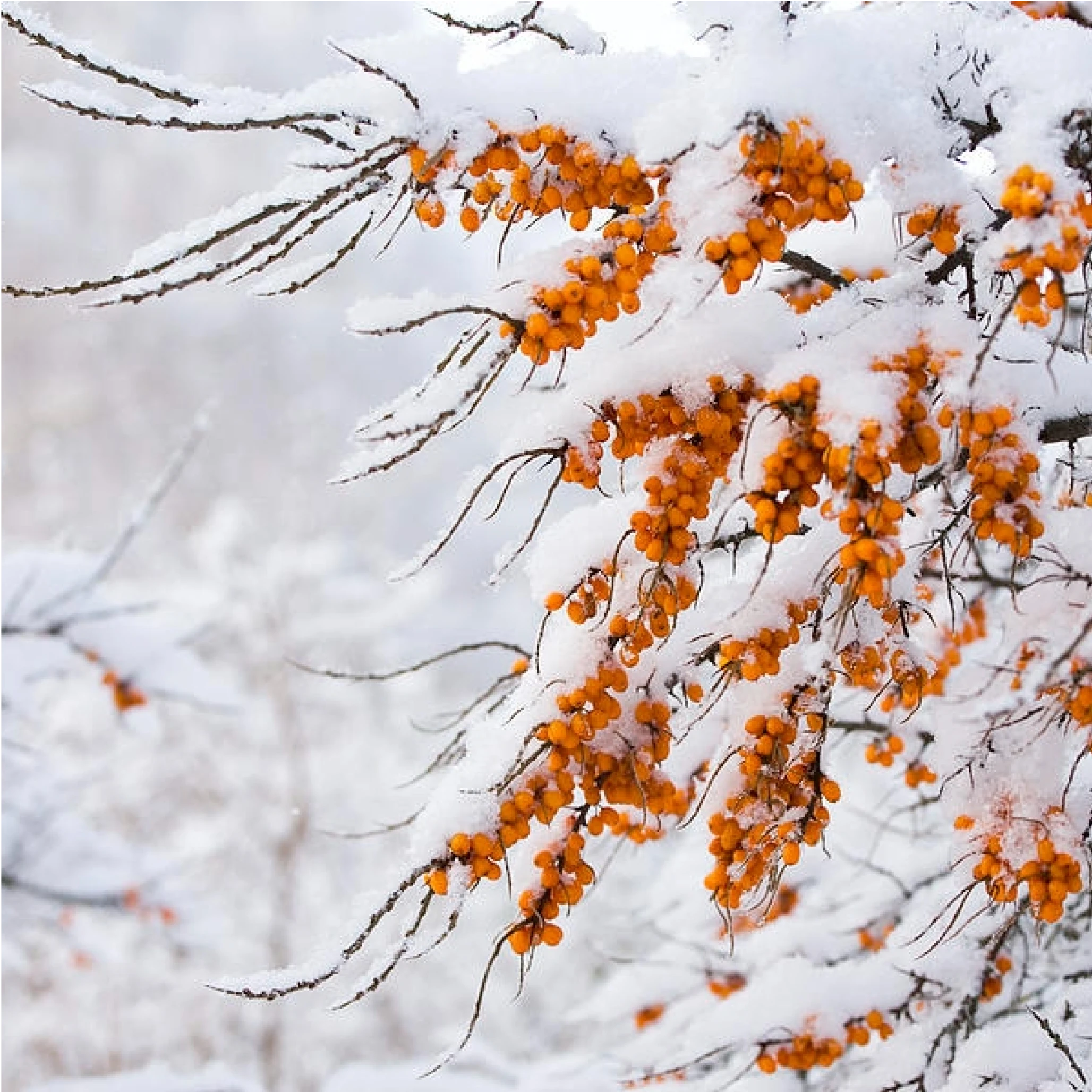 Arctic berries used in RESKN products